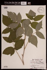 Rubus idaeus var. strigosus image