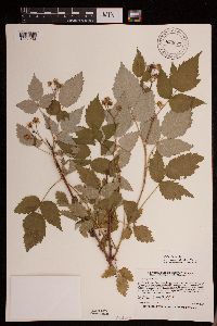 Rubus idaeus var. strigosus image