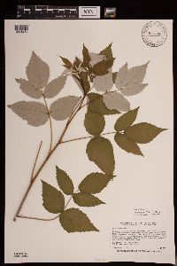 Rubus idaeus image