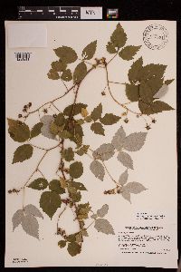 Rubus idaeus var. strigosus image