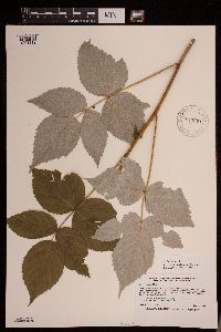 Rubus idaeus var. strigosus image