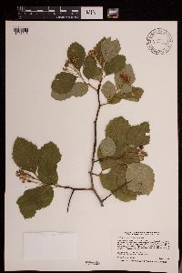 Crataegus succulenta image