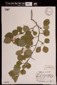 Crataegus macrosperma image