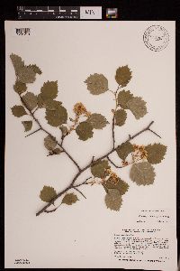 Crataegus macrosperma image