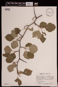 Crataegus succulenta image