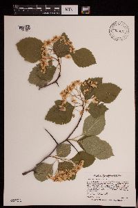 Crataegus succulenta image