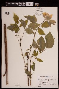 Rubus idaeus var. strigosus image