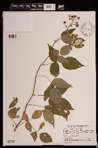 Rubus idaeus var. strigosus image