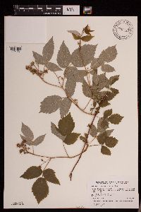 Rubus idaeus image