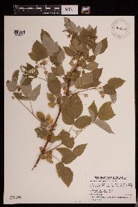 Rubus idaeus var. strigosus image