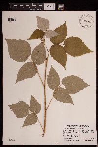 Rubus idaeus image