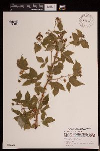 Rubus idaeus image