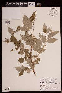 Rubus idaeus image