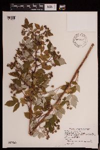 Rubus idaeus image