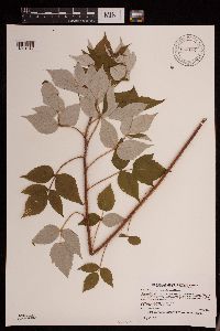 Rubus idaeus var. strigosus image