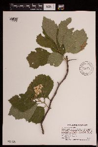 Crataegus succulenta image