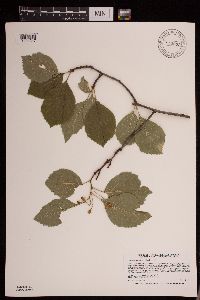 Crataegus succulenta image