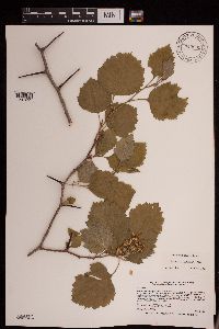 Crataegus submollis image