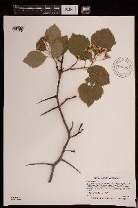 Crataegus succulenta image