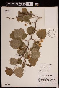 Crataegus submollis image