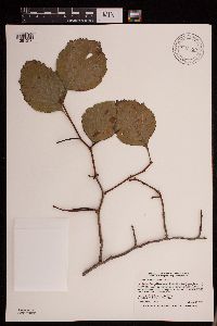 Crataegus succulenta image