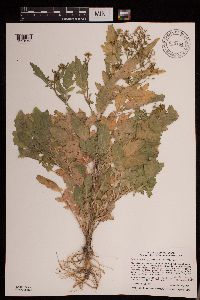 Rorippa palustris subsp. palustris image