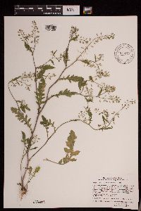 Rorippa palustris subsp. palustris image