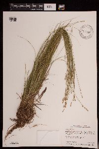 Carex canescens image