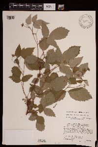 Rubus idaeus var. strigosus image