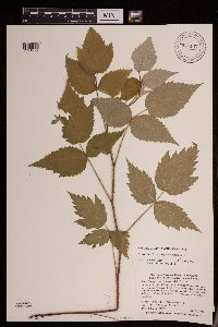 Rubus idaeus var. strigosus image