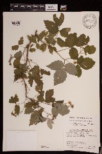 Rubus idaeus var. strigosus image