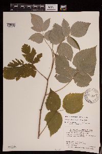 Rubus idaeus var. strigosus image