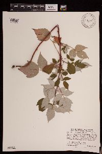 Rubus idaeus var. strigosus image