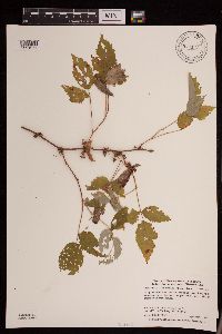 Rubus idaeus var. strigosus image