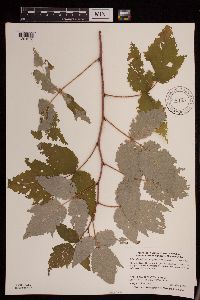 Rubus idaeus var. strigosus image