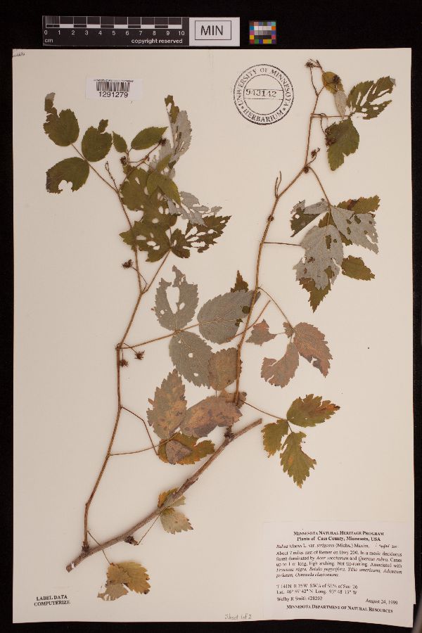 Rubus idaeus image