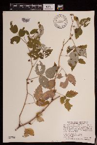 Rubus idaeus var. strigosus image