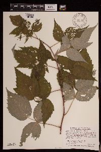 Rubus idaeus image