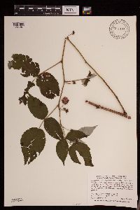 Rubus idaeus image