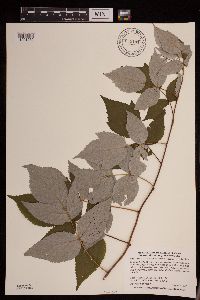Rubus idaeus image