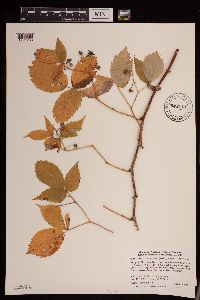 Rubus idaeus image