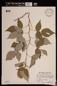 Rubus idaeus image