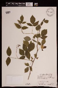 Rubus x neglectus image