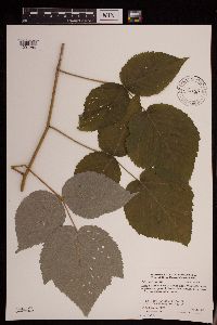 Rubus x neglectus image