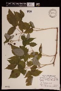 Rubus idaeus image