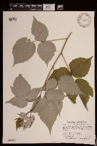 Rubus idaeus image