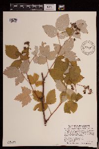 Rubus idaeus image