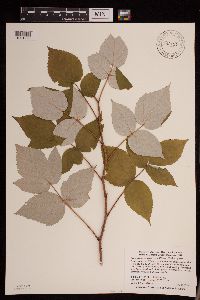 Rubus idaeus image