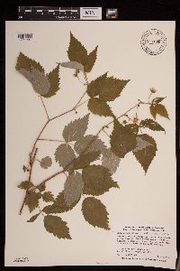 Rubus idaeus image