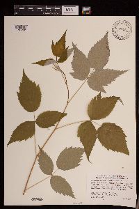 Rubus idaeus image